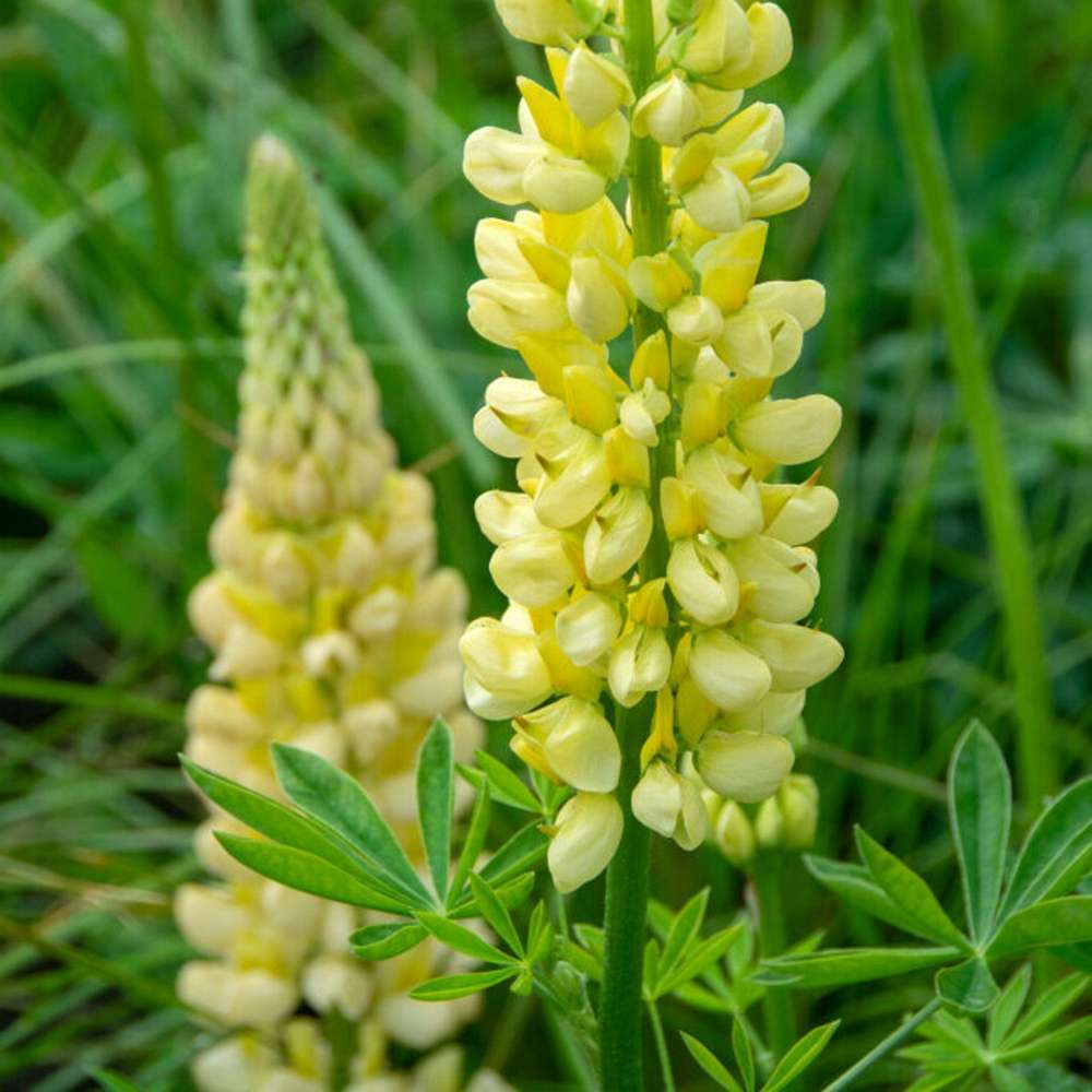 Lupin 'Chandelier' (gul)